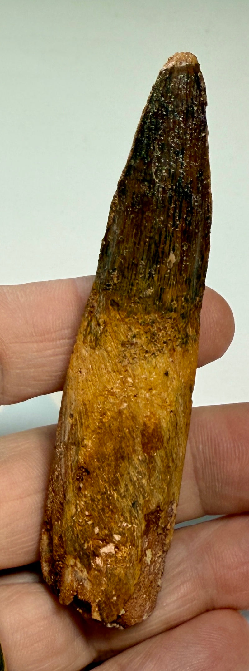 NEW! SPINOSAUR TOOTH