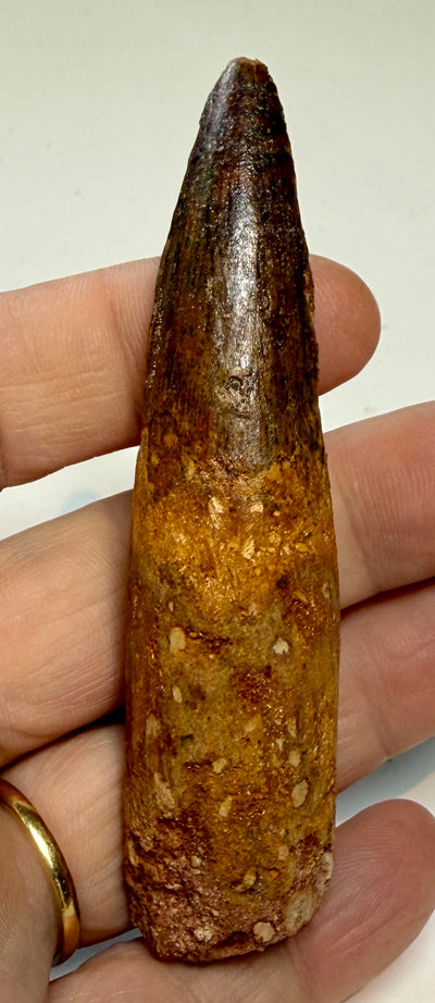 NEW! SPINOSAUR TOOTH