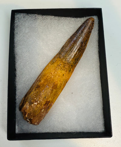 NEW! SPINOSAUR TOOTH