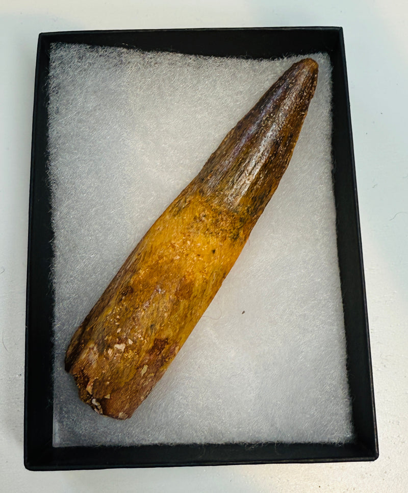 NEW! SPINOSAUR TOOTH