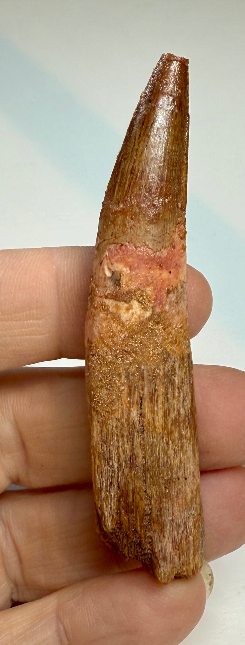 NEW! SPINOSAUR TOOTH