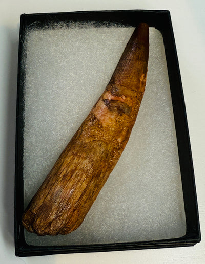 NEW! SPINOSAUR TOOTH