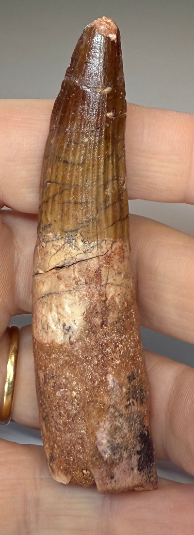 NEW! SPINOSAUR TOOTH