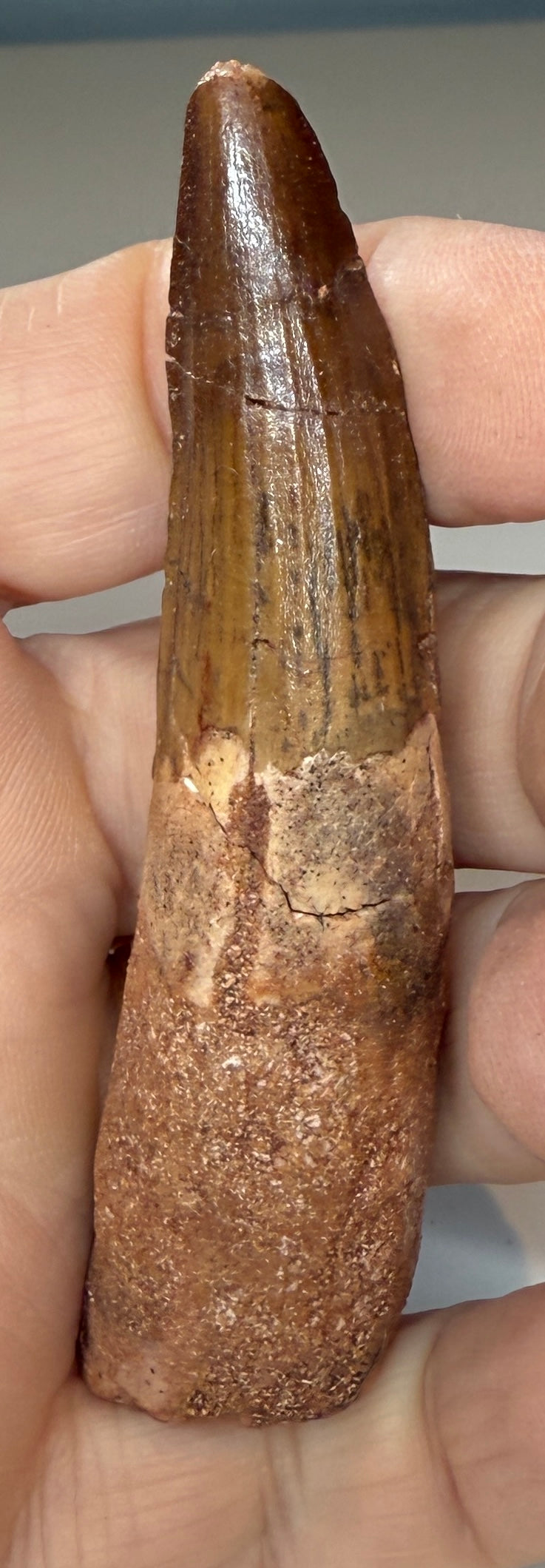 NEW! SPINOSAUR TOOTH