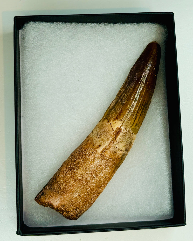 NEW! SPINOSAUR TOOTH