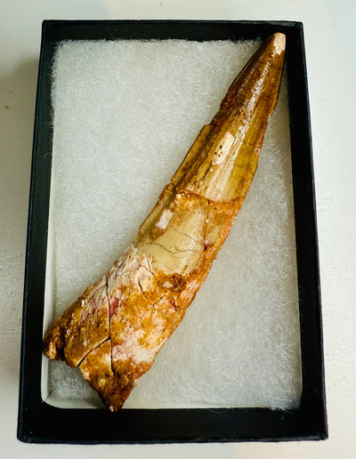 NEW! SPINOSAUR TOOTH