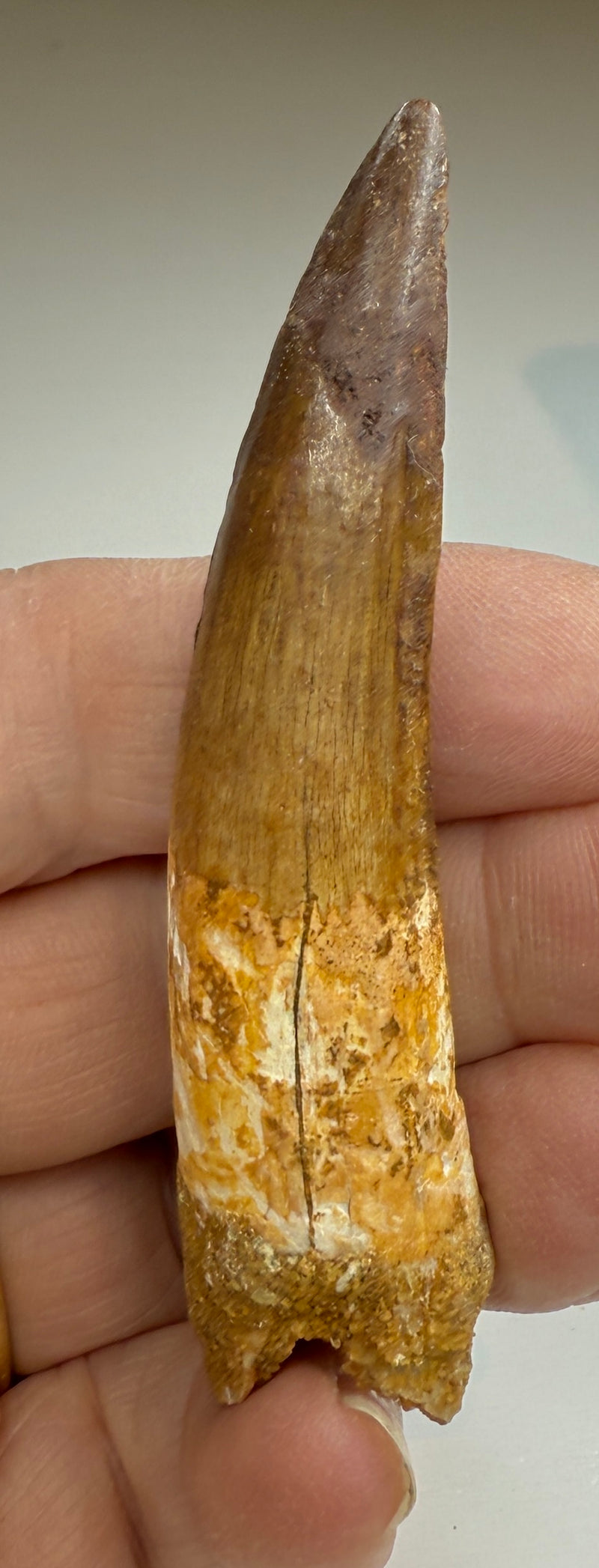 NEW! SPINOSAUR TOOTH