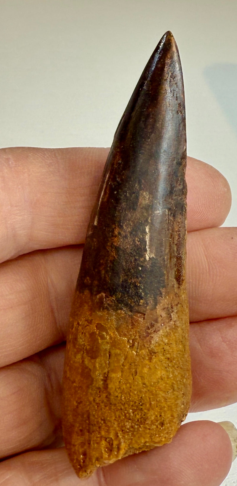 NEW! SPINOSAUR TOOTH