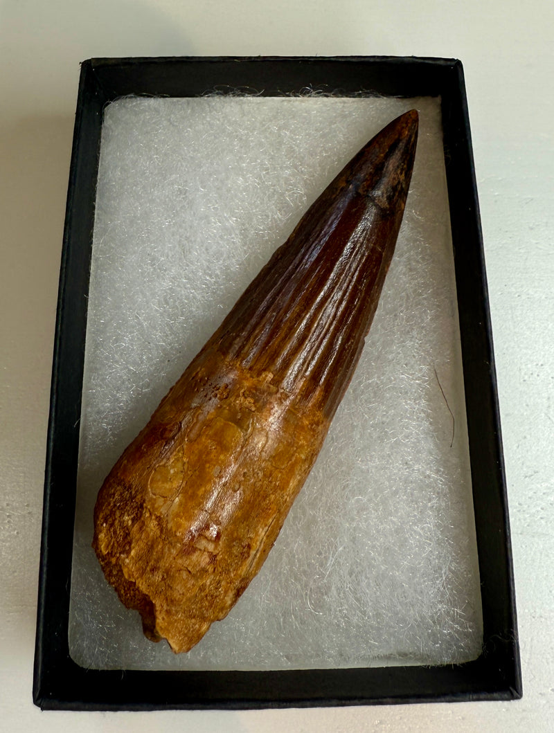 NEW! SPINOSAUR TOOTH