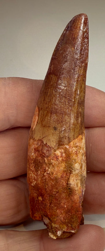 NEW! SPINOSAUR TOOTH