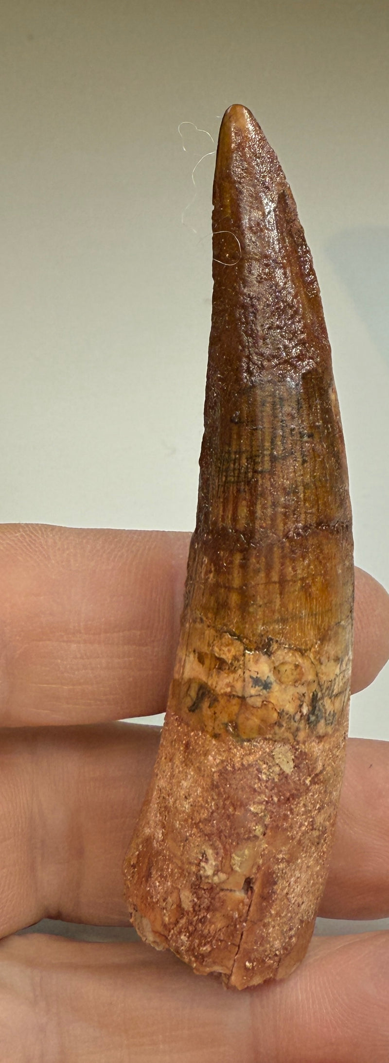 NEW! SPINOSAUR TOOTH