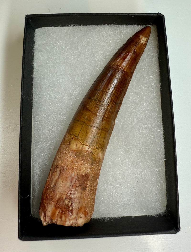 NEW! SPINOSAUR TOOTH