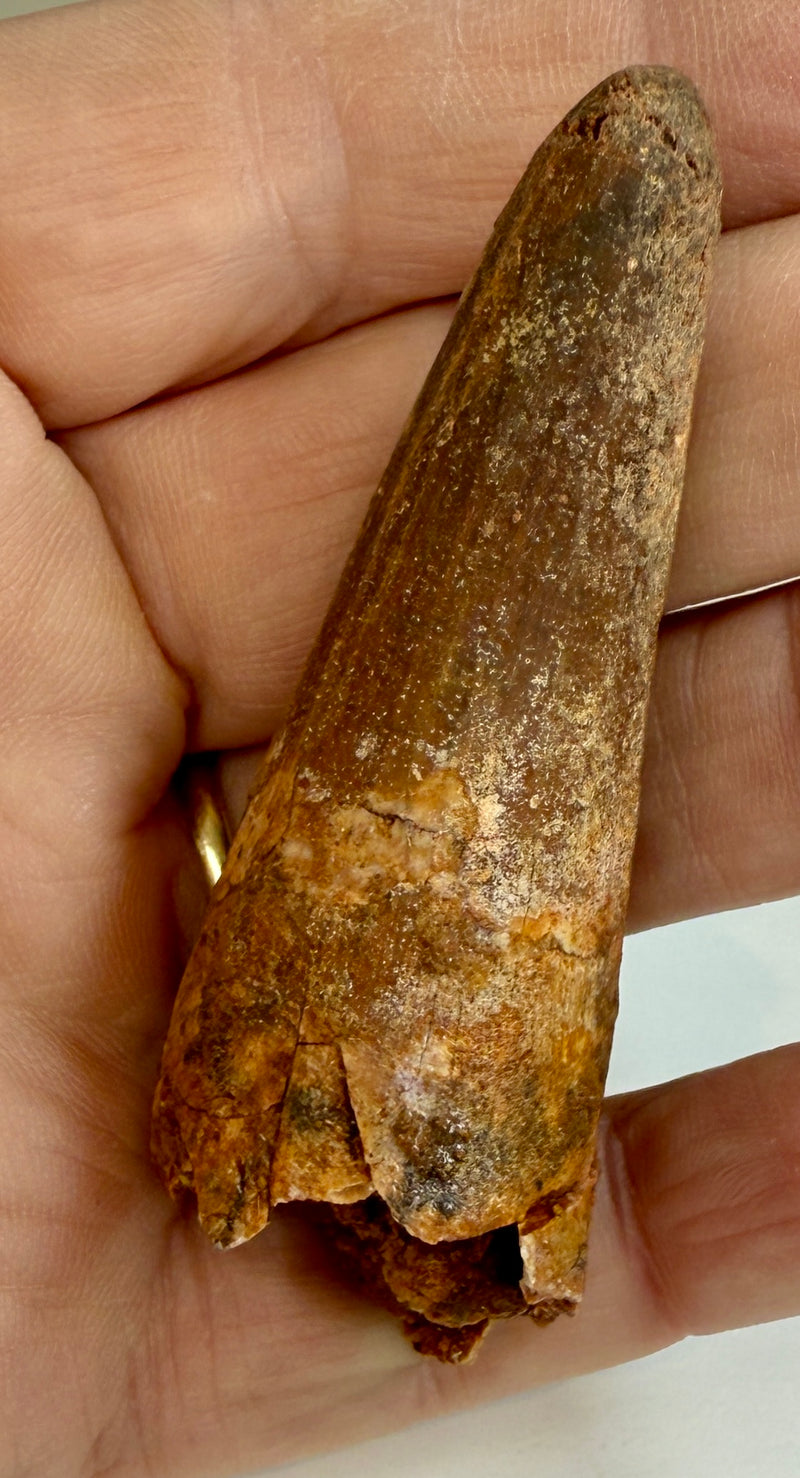 NEW! SPINOSAUR TOOTH