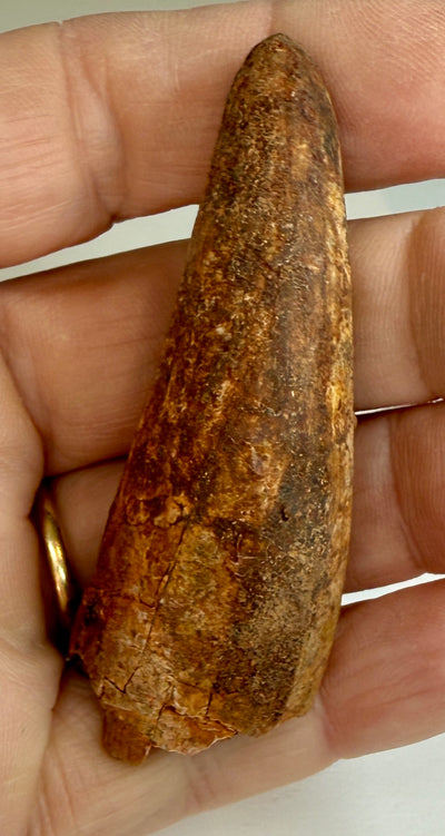 NEW! SPINOSAUR TOOTH