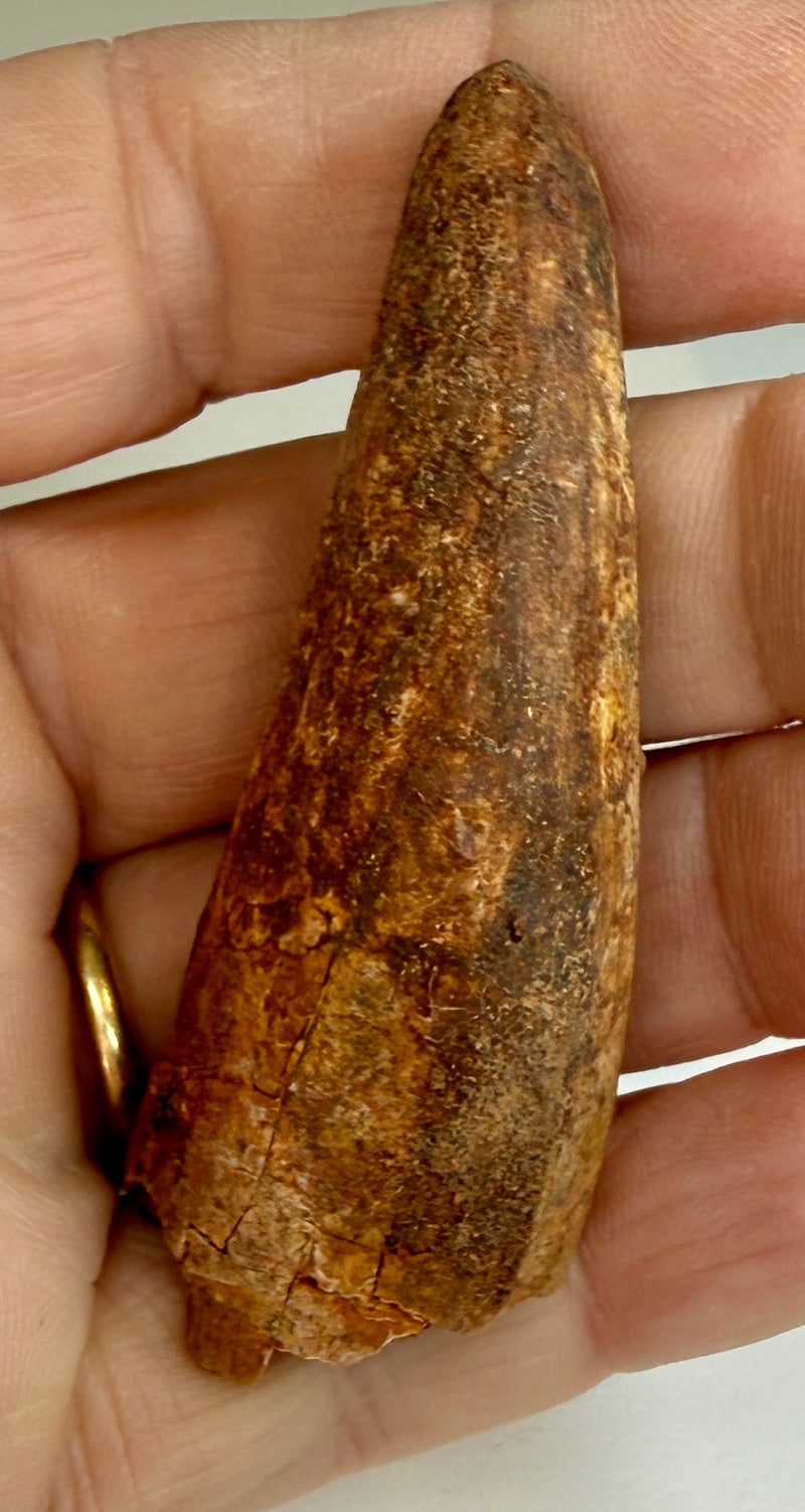 NEW! SPINOSAUR TOOTH