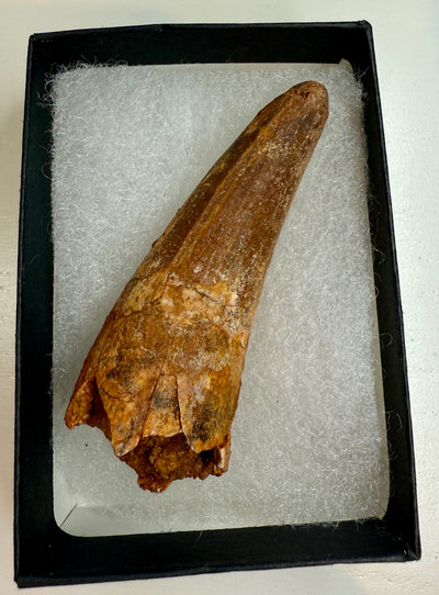 NEW! SPINOSAUR TOOTH