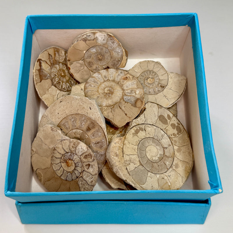 NEW! 10 CUT & POLISHED AMMONITES