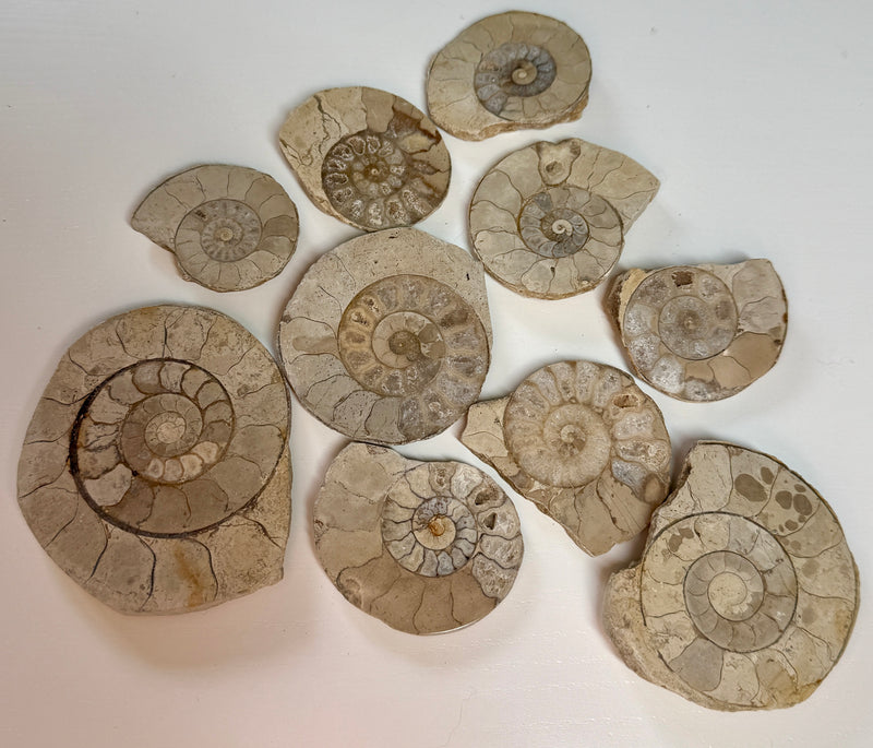 NEW! 10 CUT & POLISHED AMMONITES