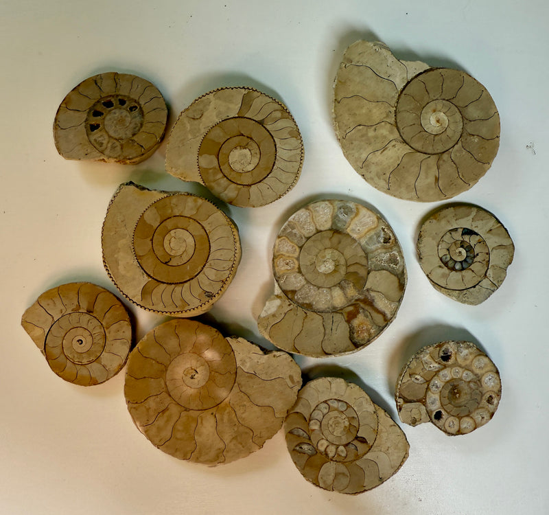 NEW! 10 CUT & POLISHED AMMONITES