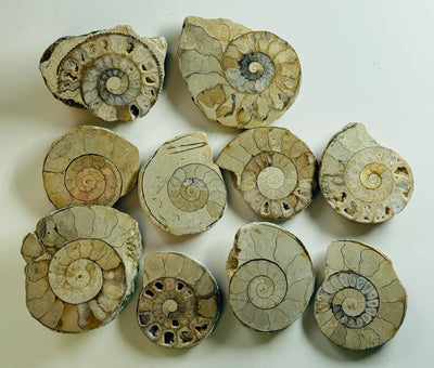 NEW! 10 CUT & POLISHED AMMONITES