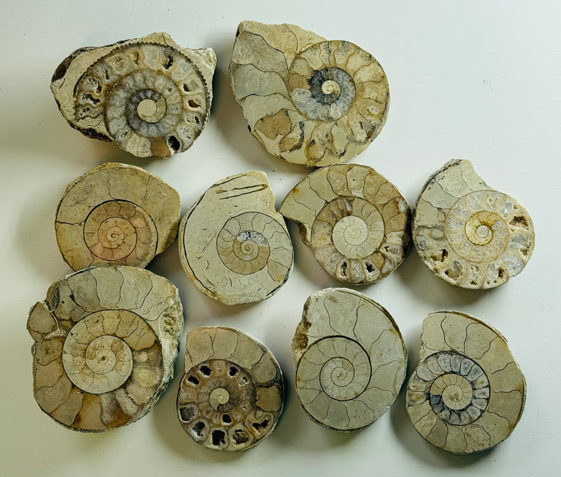 NEW! 10 CUT & POLISHED AMMONITES