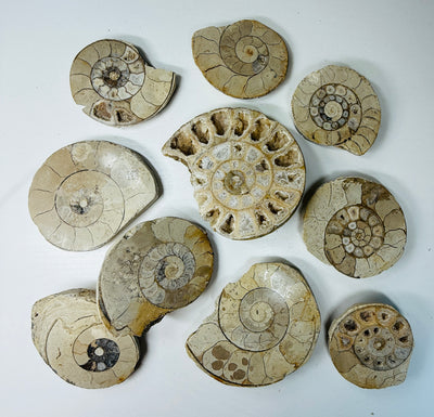 NEW! 10 CUT & POLISHED AMMONITES