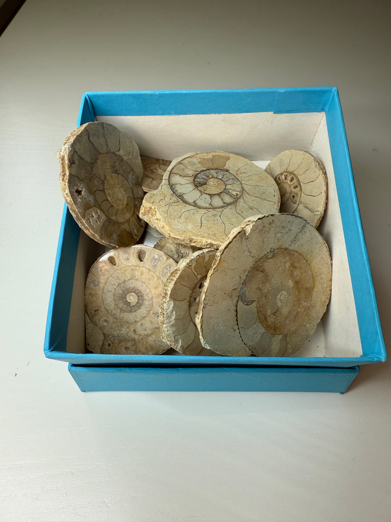 NEW! 10 CUT & POLISHED AMMONITES