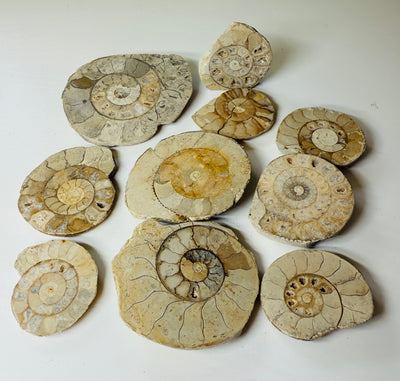 NEW! 10 CUT & POLISHED AMMONITES