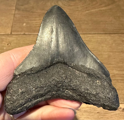 NEW! CARCHAROLES MEGALODON TOOTH/SHARK
