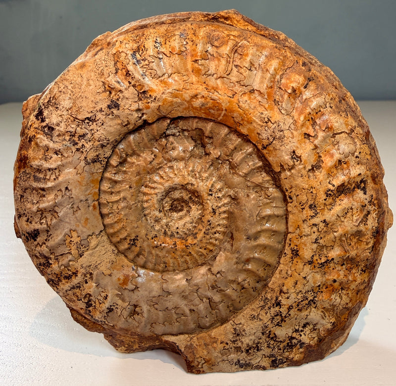 NEW ! HILDOCERAS AMMONITE