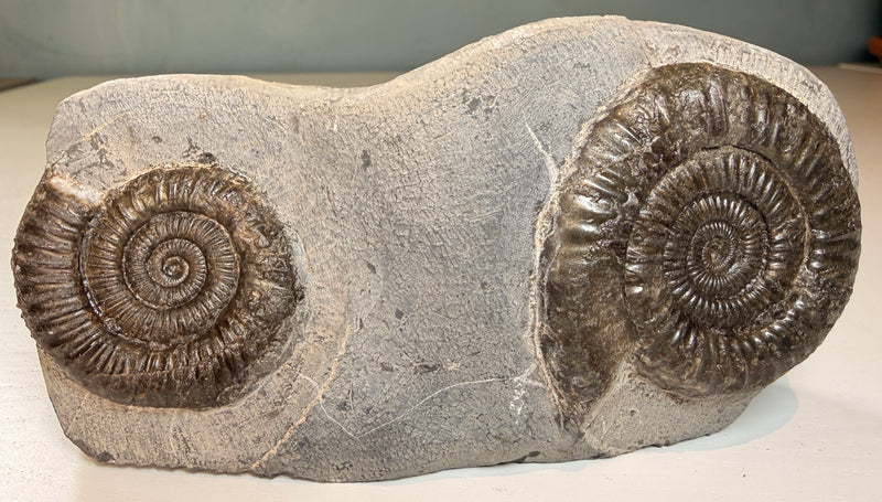 NEW! HILDOCERAS lusitancum