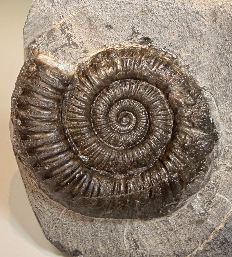 NEW! HILDOCERAS lusitancum