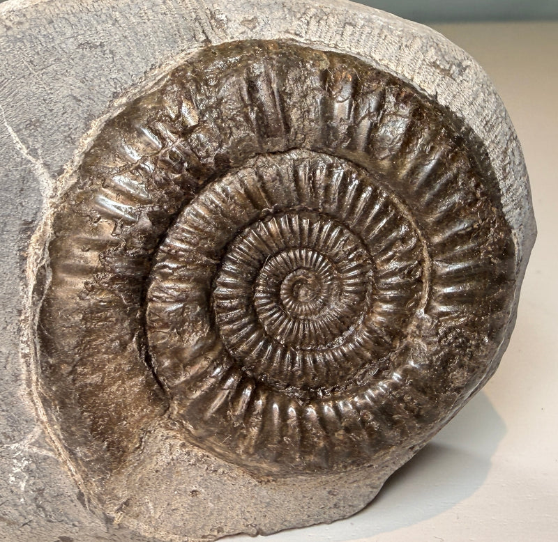 NEW! HILDOCERAS lusitancum