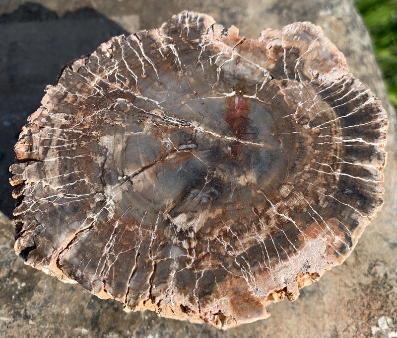 FOSSIL WOOD