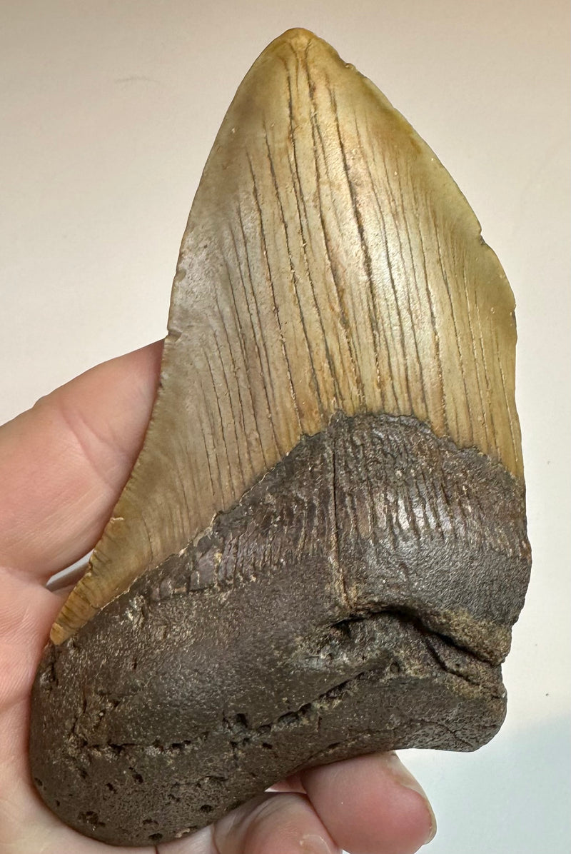 MEGALODON TOOTH/SHARK – Charmouth Fossils