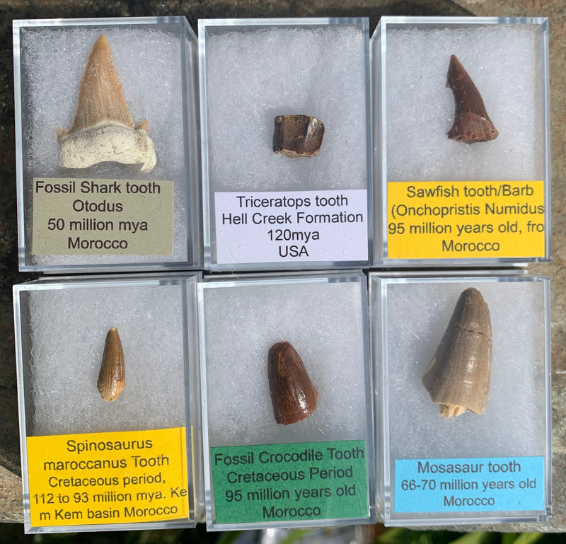 COLLECTION OF TEETH