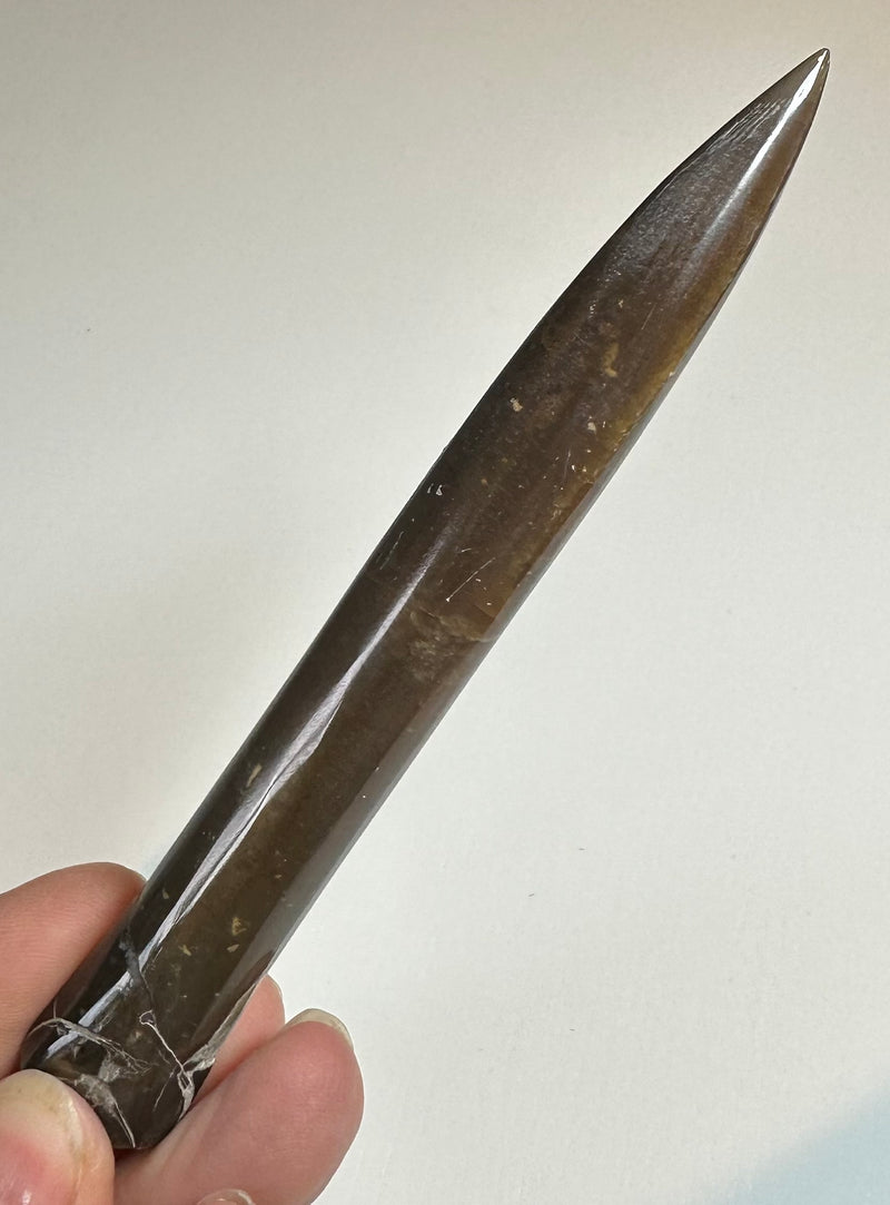 BELEMNITE cylindroteuthis
