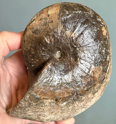 PHYLLOCERAS heteropyllum ammonite