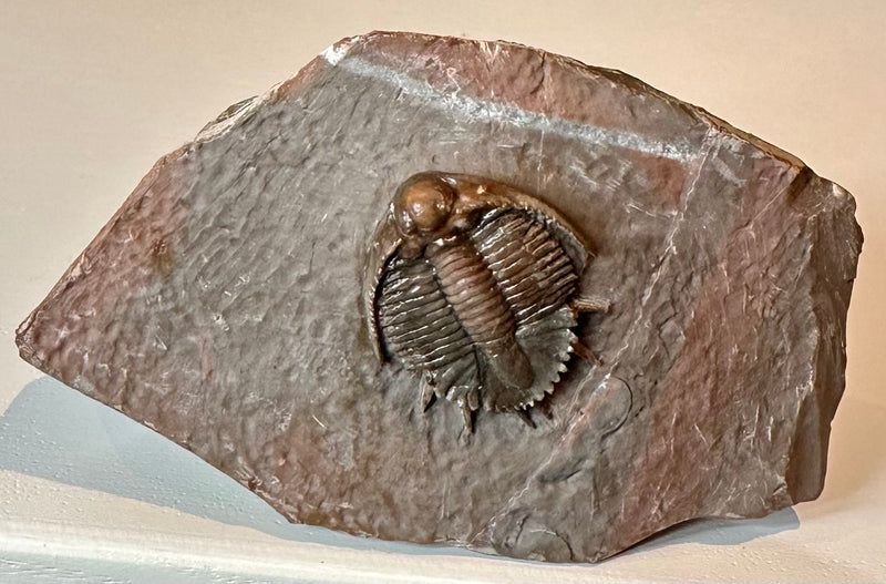 LICHID akantharges TRILOBITE
