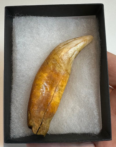 CAVE BEAR TOOTH