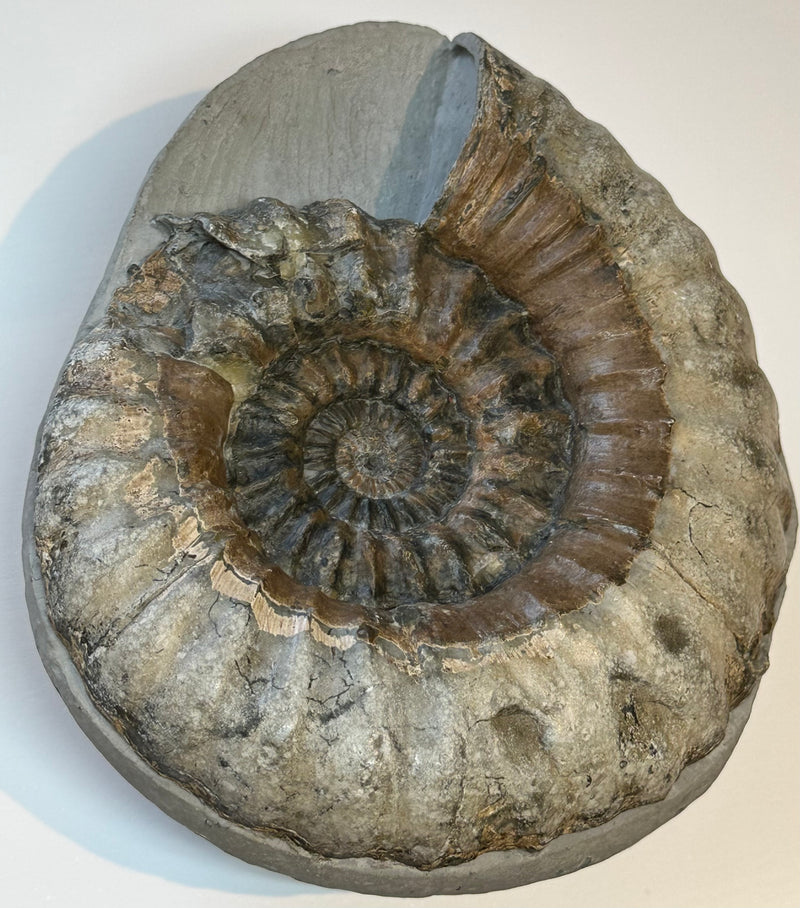 ANDROGYNOCERAS macroconuch ammonite