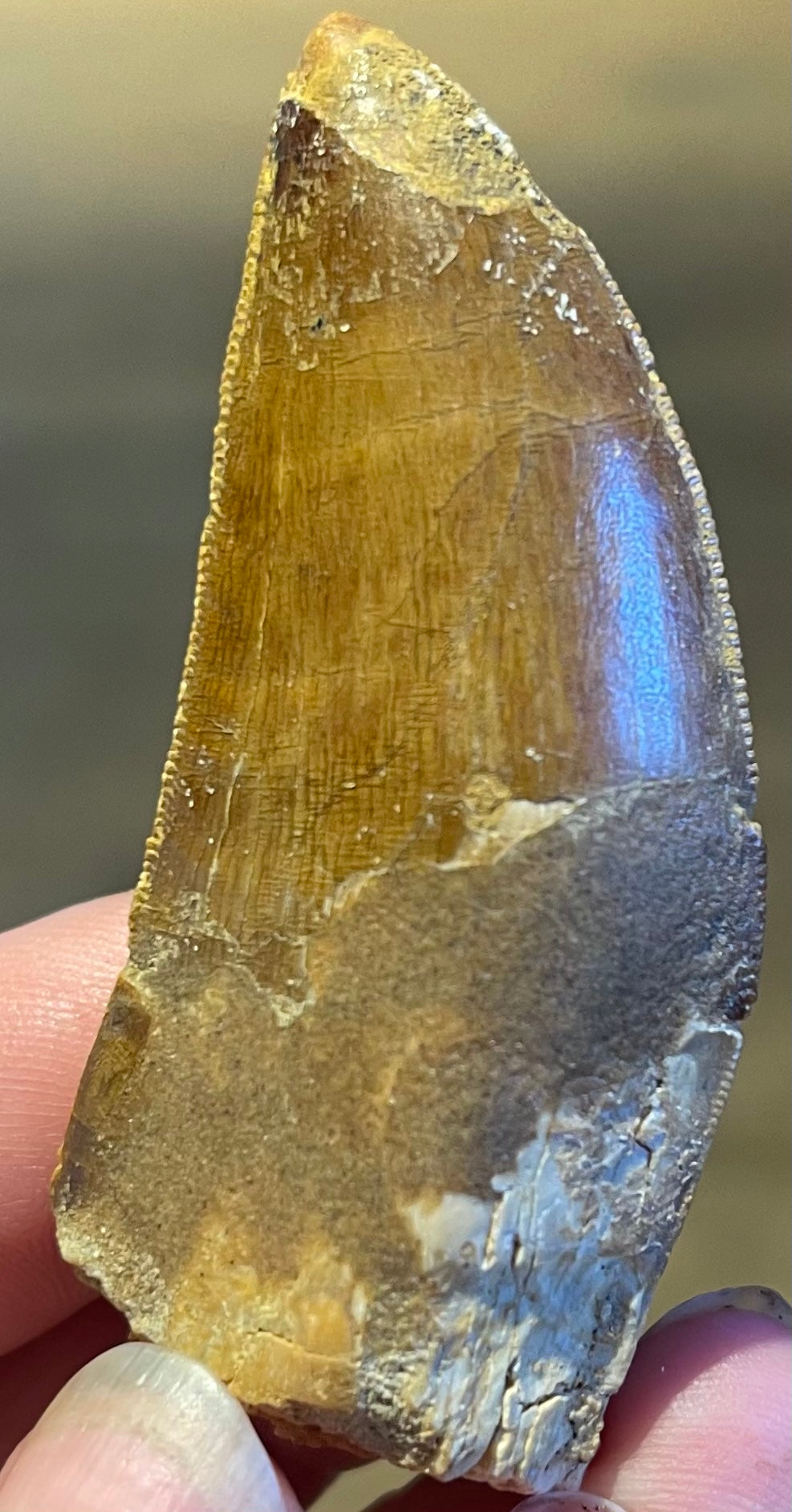 CARCHARDONTOSAURS Saharicus TOOTH – Charmouth Fossils