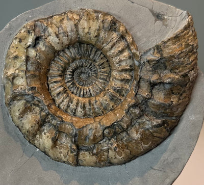 OISTOCERAS figunim ammonite