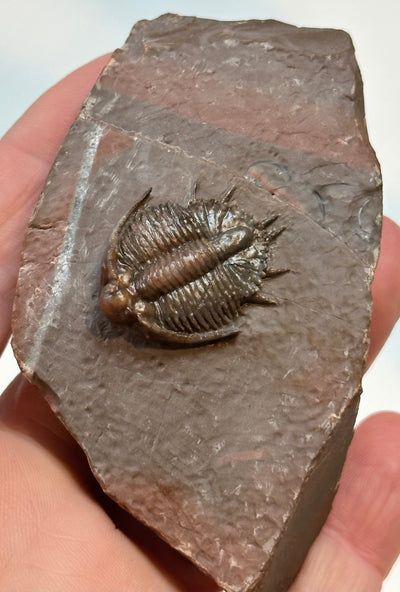 LICHID akantharges TRILOBITE