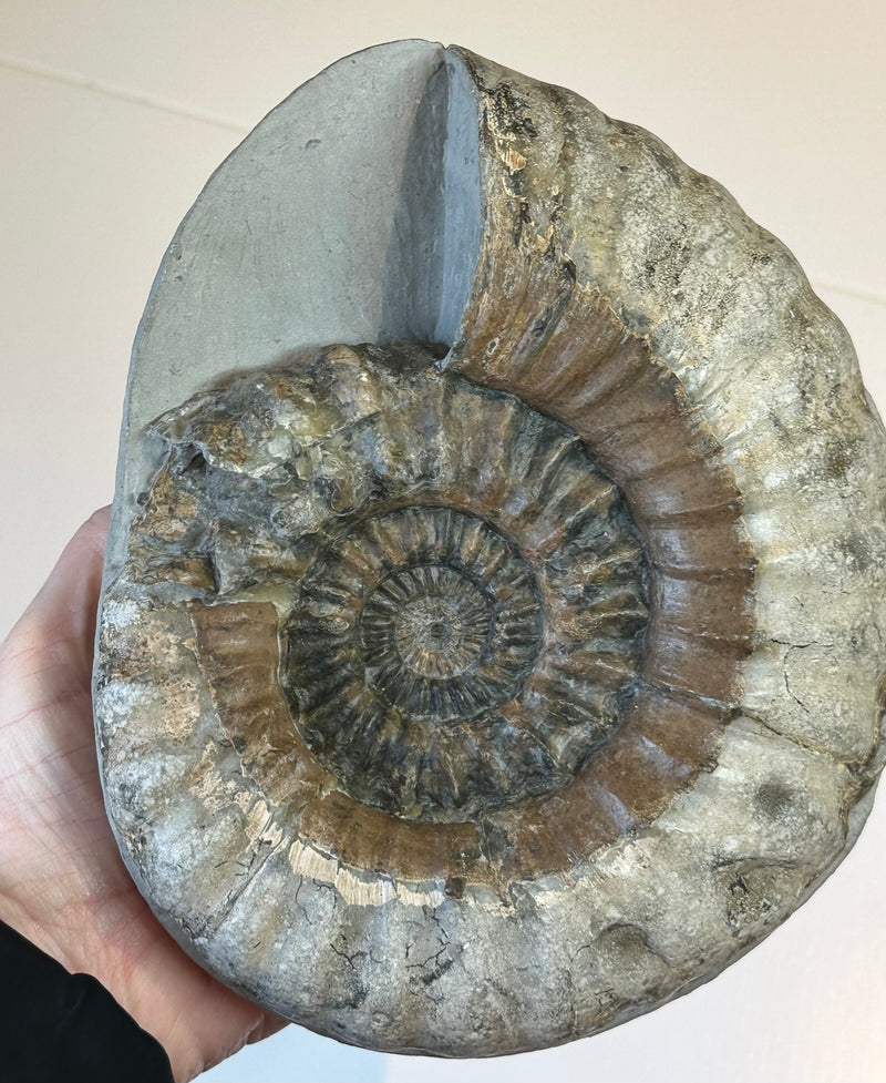 ANDROGYNOCERAS macroconuch ammonite