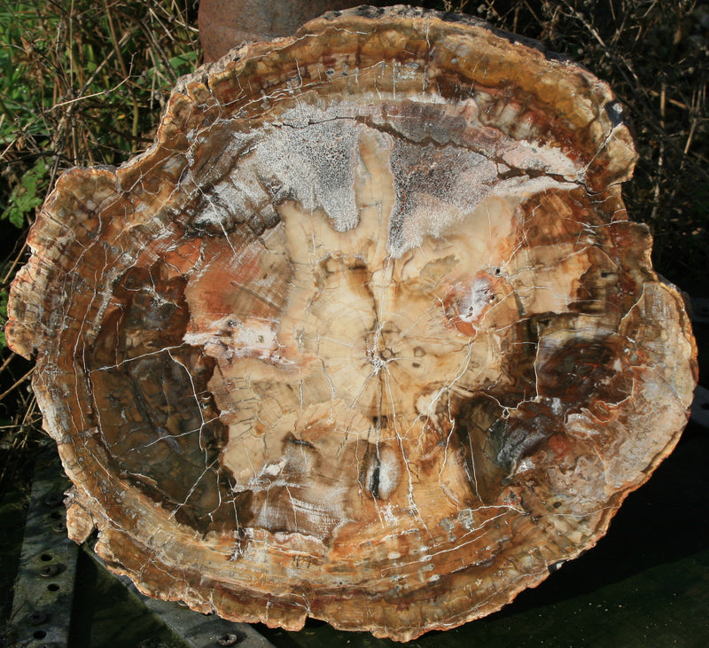 FOSSIL WOOD