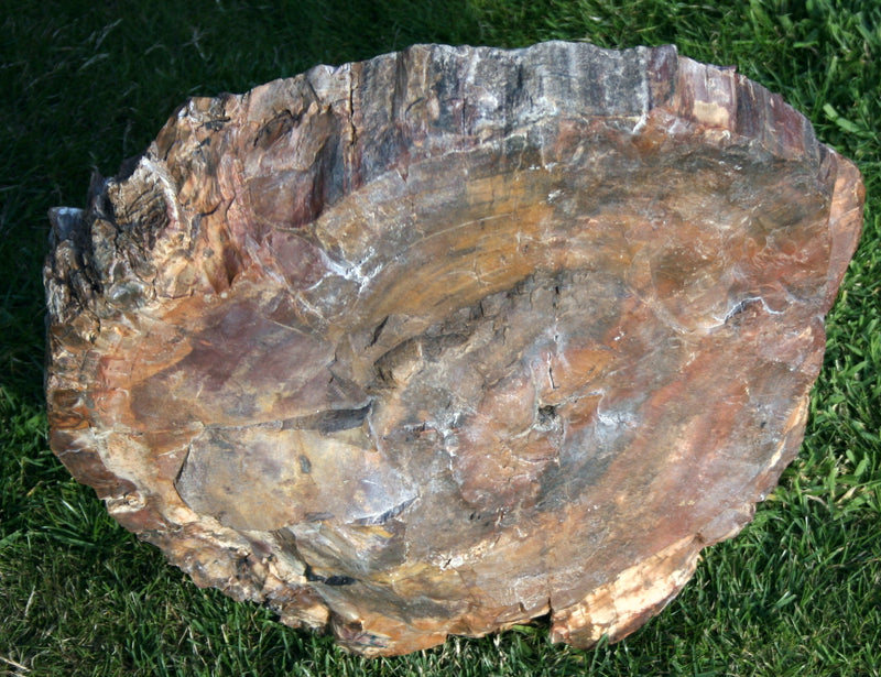 FOSSIL WOOD THICK SLICE