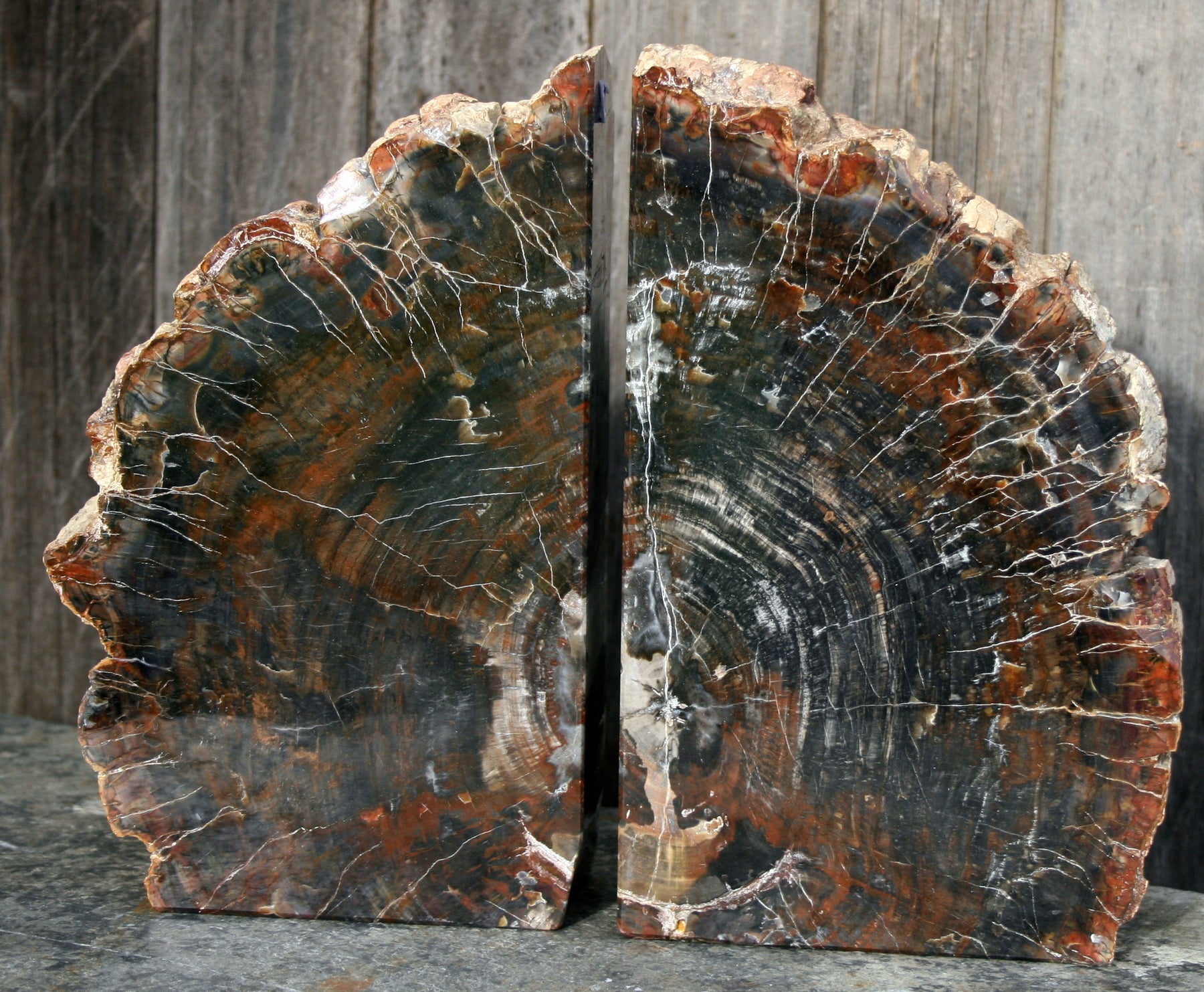 FOSSIL WOOD BOOKENDS Charmouth Fossils