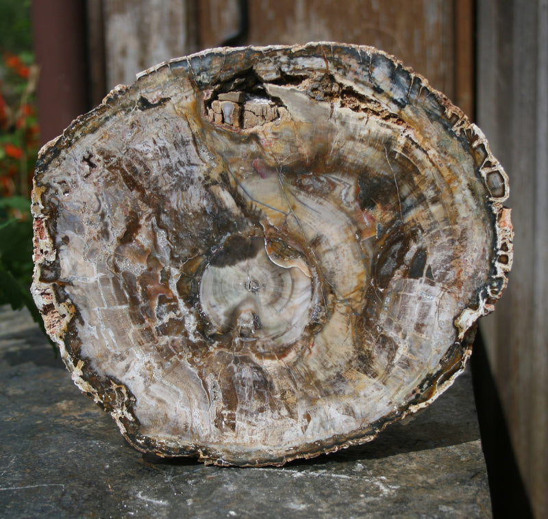 FOSSIL WOOD END